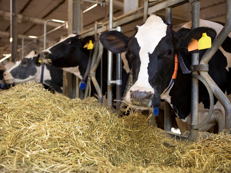 CayFarm (Control de Animales)